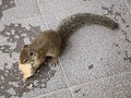 tree squirel of boomeekhoorn, diefje van de dag