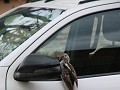 hornbill kijkt in de autospiegel of hij nog de moo