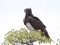 de indrukwekkende 'martial eagle'