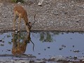 impala drinkt van zijn eigen snoetje ;-)