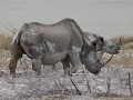 black rhino