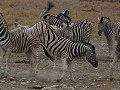 zebra-gevecht, de macht van de sterkste, wie kan e