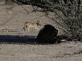 dappere jakhals waagt zich tot bij de springbok-pr