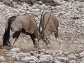 oryx of gemsbok - gevecht, ook spiesbok genoemd. I