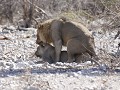 mating lions : teder en zeer snel


