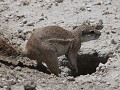 ground squirl of grondeekhoorn maakt zijn huisje p