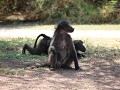 vlooiende zwarte bavianen