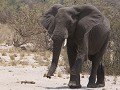  vanzelfsprekend : een olifantje