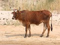 IMG 0005