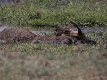 roan antilope, bezweken onder de hitte en droogte