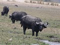 buffels op zoek naar gras