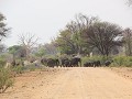 olifanten steken de dirt road over zo snel ze kunn
