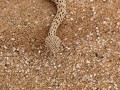 side winder snake