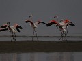  greater flamingo ballet