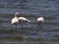 greater flamingo, grootste soort en veel witter da
