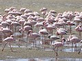  duizenden flamingo's in de lagune van Walvisbaai,