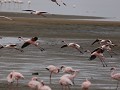 opgeschrikte flamingo's door een drone