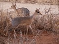 damara dik dik vlakbij onze bungalow, elke ochtend