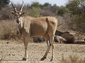 de elanden op het domein van Na'an Kuus zijn veel 