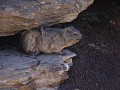 dassies in de rivierkloof rots bij Na'an Kuus lodg
