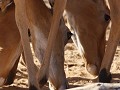  impala-snoetjes