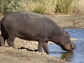 nijlpaard lijkt zijn mond te spoelen na het grazen
