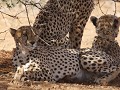 een cheetah gezin : moeder met 2 bijna volwassen z