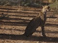 moeder cheetah maakt zich klaar voor de jacht, ove