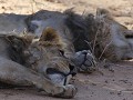 brothers lion having a nice nap