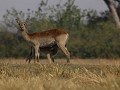 lechwe zoogt haar jong, één van de eerste geboorte