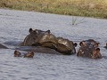 dicht bij de hippo's