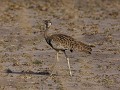 korhaan