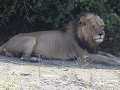 eerste leeuw gespot in verschillende poses