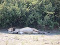 lazy hot day : 43 graden, hittegolf in namibie