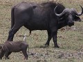 buffel staat al zeker 10min op wacht terwijl de wr