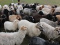 schapen worden gedreven