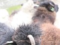 diabolo ram ..