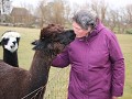mijn liefde voor de dieren, alpaca-kiss