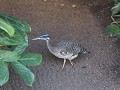 IMG 0511