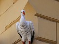 IMG 0987