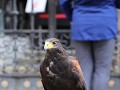 IMG 9169