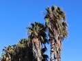 palmbomen langs de salinas