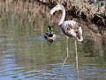 greater flamingo