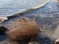rolplant, gestrand in de zee