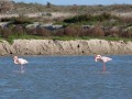 flamingo's