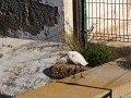 koereiger