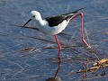 blackwinged stilt of steltkluut