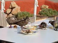 turkse tortels eten de restjes op