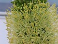 bloem van een cactus, meeldraden