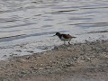 drieteenstrandloper